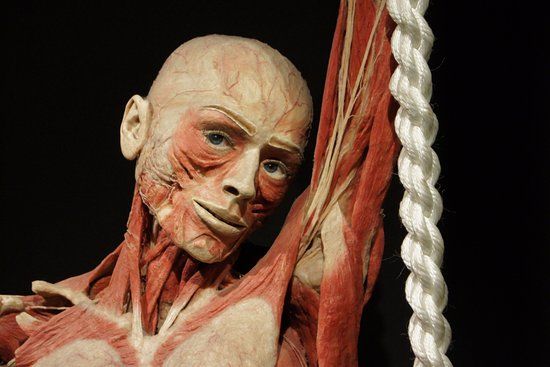 Body Worlds Sergisi